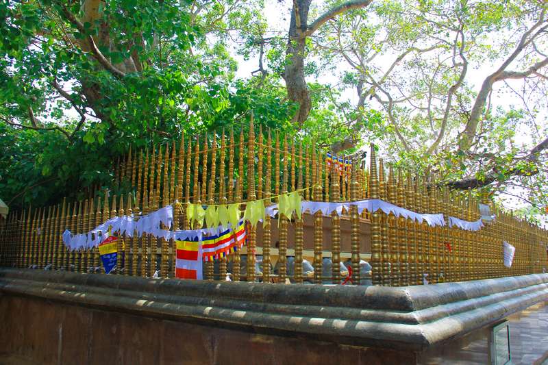 බෝධි වෘක්ෂ භූමිය